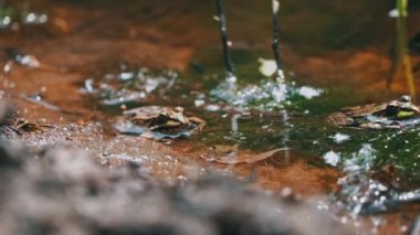 Yeşil kurbağa bataklıkta yakın planda oturuyor. Yüzen su bitkilerinin havuzunda kurbağa, farklı seviyelerde suda, yakın plan. Bir bahar günü kurbağalar ve kurbağalar göletin kenarında..