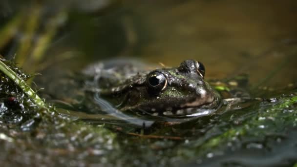 グリーンカエルは沼のクローズアップに座っています 浮遊する水生植物のプールのカエル 異なるレベルの水で クローズアップ 泉の日に池の近くにある道とカエル — ストック動画