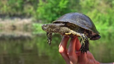 Kaplumbağa sıcak bir yaz gününde nehre doğru sürünüyor. Kaplumbağa yavaşça kumda sürünerek pençelerini yeniden düzenliyor. İnsanlar Avrupa 'daki gölet kaplumbağasına bakıyor..