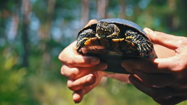 Tortuga Arrastra Hasta Río Caluroso Primer Día Verano Tortuga Arrastra — Vídeos de Stock