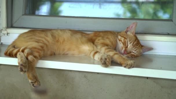 Röd Herrelös Katt Sover Fönsterbrädan Den Friska Luften Stackars Och — Stockvideo