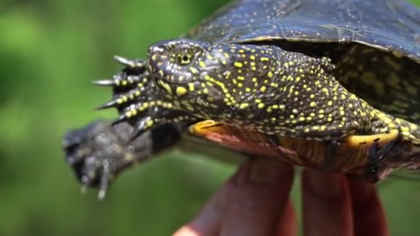 Turtle Crawls River Hot Summer Day Close Turtle Slowly Crawls — Stock Video