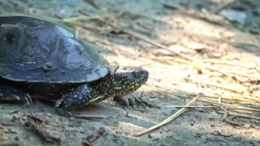 Kaplumbağa sıcak bir yaz gününde nehre doğru sürünüyor. Kaplumbağa yavaşça kumda sürünerek pençelerini yeniden düzenliyor. İnsanlar Avrupa 'daki gölet kaplumbağasına bakıyor..