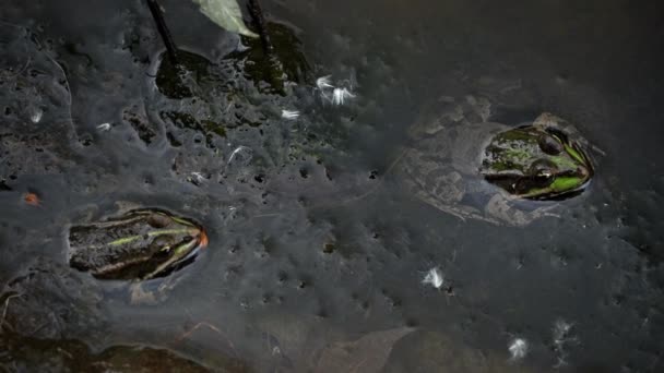 Zielona Żaba Siedzi Bagnach Żaba Basenie Pływających Roślinach Wodnych Wodzie — Wideo stockowe