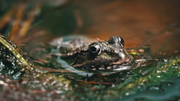 개구리는 앉아있다 식물에 수영장에 개구리 수준의 클로즈업 연못에서 근처의 두꺼운 — 비디오