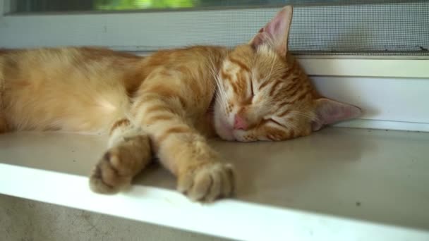 红流浪猫睡在新鲜空气中的窗台上 可怜和饥饿的猫住在街上 无家可归的动物睡在树阴下 — 图库视频影像