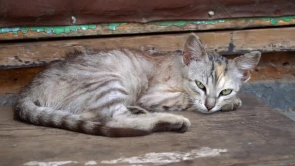 孤独的无家可归的猫睡在新鲜空气中的窗台上 可怜和饥饿的猫住在街上 无家可归的动物睡在树阴下 — 图库视频影像