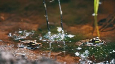 Yeşil kurbağa bataklıkta yakın planda oturuyor. Yüzen su bitkilerinin havuzunda kurbağa, farklı seviyelerde suda, yakın plan. Bir bahar günü kurbağalar ve kurbağalar göletin kenarında..