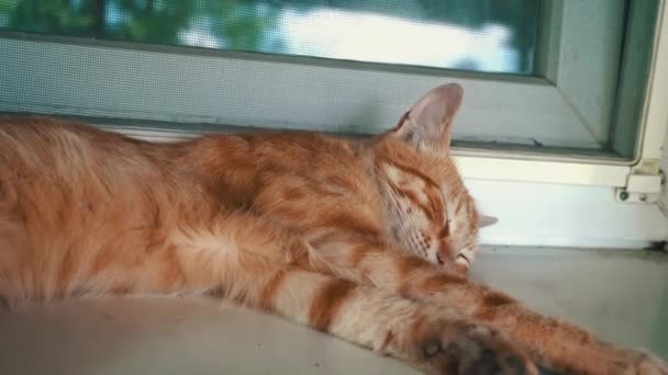 红流浪猫睡在新鲜空气中的窗台上 可怜和饥饿的猫住在街上 无家可归的动物睡在树阴下 — 图库视频影像