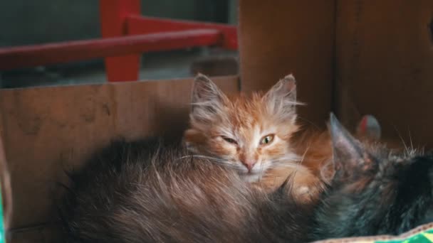 Špinavá Zbloudilá Koťátka Zahřívají Matkou Malé Krabičce Chudé Hladové Kočky — Stock video