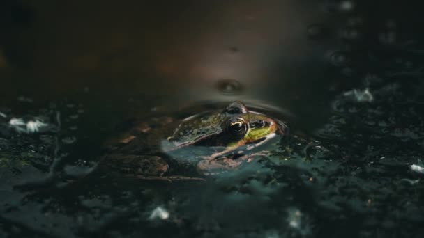 Grüner Frosch Sitzt Einem Sumpf Großaufnahme Frosch Pool Auf Schwimmenden — Stockvideo