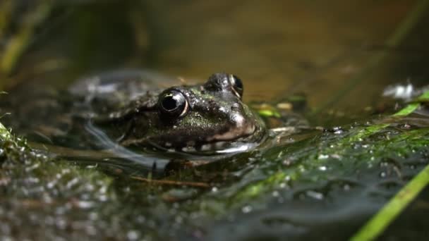 Green Frog Sits Swamp Close Frog Pool Floating Aquatic Plants — Stock Video