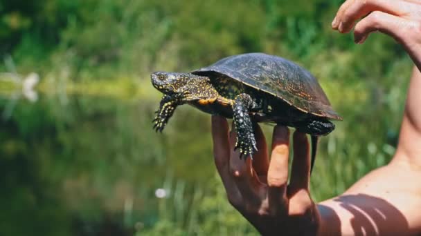 Sköldpaddan Kryper Till Floden Varm Sommardag Närbild Sköldpaddan Kryper Sakta — Stockvideo