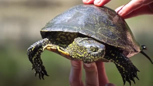 거북이는 뜨거운 여름날 클로즈업으로 강으로 기어갑니다 거북이는 천천히 모래를 기어다니며 — 비디오