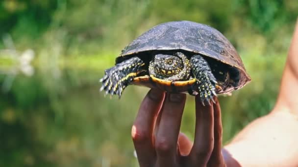 Żółw Czołga Się Rzeki Upalny Letni Dzień Bliska Żółw Powoli — Wideo stockowe