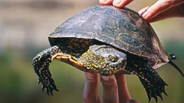 Żółw Czołga Się Rzeki Upalny Letni Dzień Bliska Żółw Powoli — Wideo stockowe