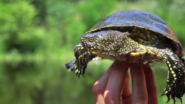Turtle Crawls River Hot Summer Day Close Turtle Slowly Crawls — Stock Video