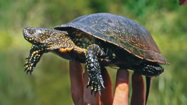 Schildkröte Kriecht Einem Heißen Sommertag Aus Nächster Nähe Zum Fluss — Stockvideo