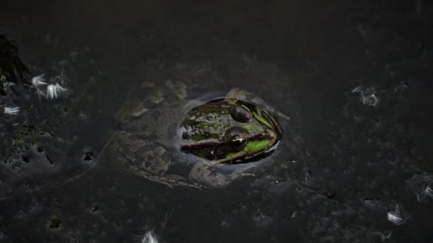 Zelená Žába Sedí Bažině Zblízka Žába Bazénu Plovoucích Vodních Rostlinách — Stock video