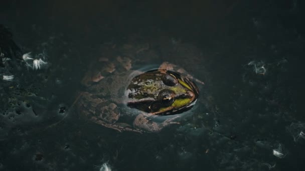 Grön Groda Sitter Ett Träsk Närbild Groda Poolen Flytande Vattenlevande — Stockvideo