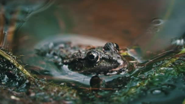 Green Frog Sits Swamp Close Frog Pool Floating Aquatic Plants — Stock Video