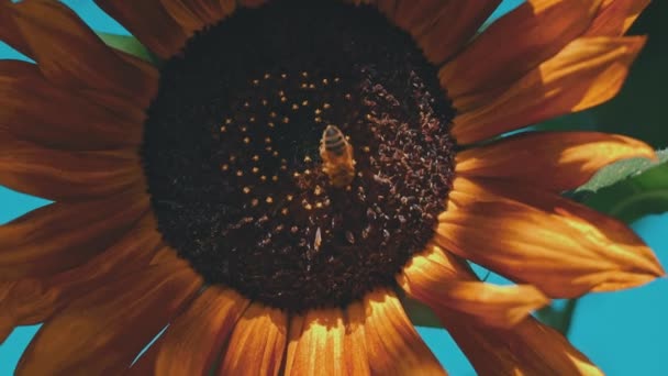 蜜蜂栖息的向日葵的特写 夏天由蜜蜂授粉的有向日葵的大田 向日葵 花瓣金黄 蜜蜂坐在花朵上采集花蜜 — 图库视频影像
