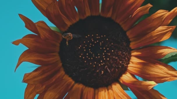 Detailní Záběr Slunečnice Které Sedí Včela Velké Pole Slunečnicemi Které — Stock video