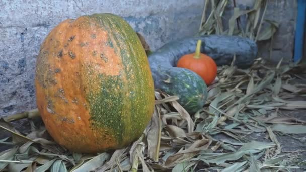 Pumpkins Lie Old Barn Harvesting Different Types Pumpkin Atmosphere Autumn — Stock Video