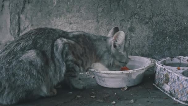 Homeless Hungry Cats Eat Leftovers Floor Dirty Cats Sad Muzzle — 图库视频影像