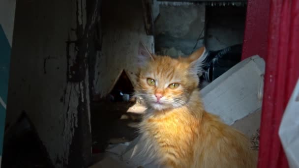 One Homeless Kitten Sit Bask Sun Hungry Cold Little Cat — Wideo stockowe