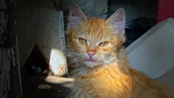 One Homeless Kitten Sit Bask Sun Hungry Cold Little Cat — Wideo stockowe
