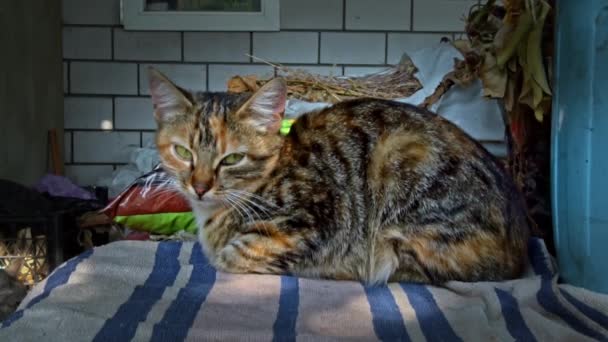 Μοναχική Άστεγη Γάτα Κοιμάται Στο Περβάζι Του Παραθύρου Στον Καθαρό — Αρχείο Βίντεο