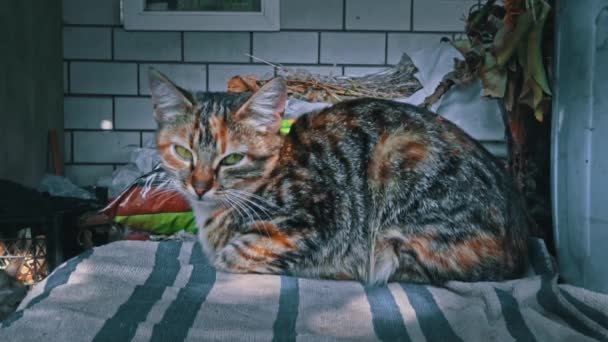 Ensam Hemlös Katt Sover Fönsterbrädan Den Friska Luften Stackars Och — Stockvideo