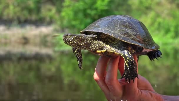거북이는 뜨거운 여름날 클로즈업으로 강으로 기어갑니다 거북이는 천천히 모래를 기어다니며 — 비디오