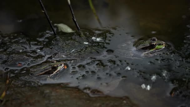 Yeşil Kurbağa Bataklıkta Yakın Planda Oturuyor Yüzen Bitkilerinin Havuzunda Kurbağa — Stok video