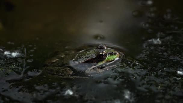 Зелена Жаба Сидить Болоті Крупним Планом Жаба Басейні Плавучих Водних — стокове відео
