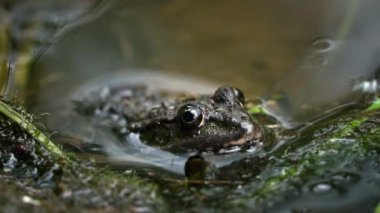Yeşil kurbağa bataklıkta yakın planda oturuyor. Yüzen su bitkilerinin havuzunda kurbağa, farklı seviyelerde suda, yakın plan. Bir bahar günü kurbağalar ve kurbağalar göletin kenarında..