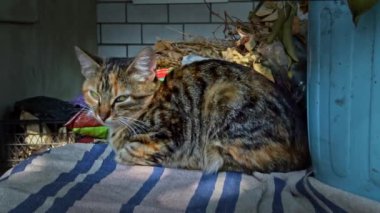 Yalnız evsiz kedi temiz havada pencere eşiğinde uyur. Sokakta yaşayan fakir ve aç kediler. Evsiz bir hayvan gölgede uyuyor..