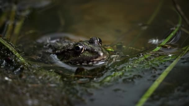 개구리는 앉아있다 식물에 수영장에 개구리 수준의 클로즈업 연못에서 근처의 두꺼운 — 비디오