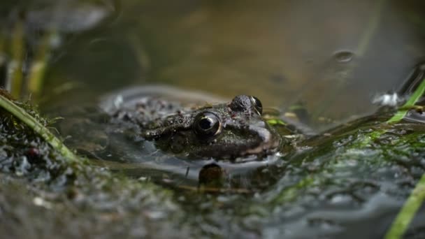 グリーンカエルは沼のクローズアップに座っています 浮遊する水生植物のプールのカエル 異なるレベルの水で クローズアップ 泉の日に池の近くにある道とカエル — ストック動画