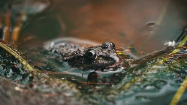 Zelená Žába Sedí Bažině Zblízka Žába Bazénu Plovoucích Vodních Rostlinách — Stock video