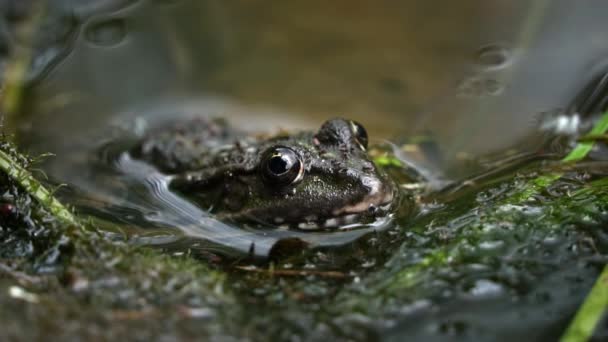 Πράσινος Βάτραχος Κάθεται Ένα Κοντινό Βάλτο Βάτραχος Στην Πισίνα Πλωτά — Αρχείο Βίντεο