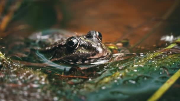 绿青蛙坐在沼泽地的特写镜头里 青蛙在池塘里漂浮在水生植物上 在不同层次的水中 春天的一天 水塘边的蛤蟆和青蛙 — 图库视频影像