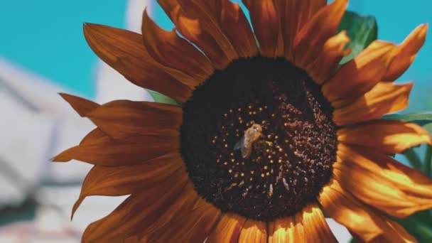 Крупним Планом Соняшник Якому Сидить Бджола Велике Поле Соняшниками Які — стокове відео