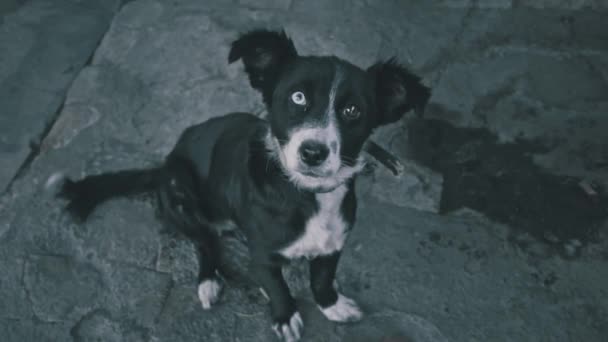 Cão Corre Tristemente Perto Cabine Uma Corrente Guarda Casa Cão — Vídeo de Stock