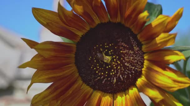 Detailní Záběr Slunečnice Které Sedí Včela Velké Pole Slunečnicemi Které — Stock video
