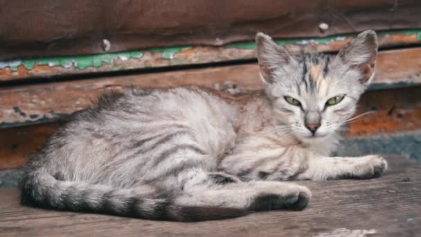 孤独なホームレスの猫が新鮮な空気中の窓辺で寝ている 貧しくて空腹の猫が通りに住んでいる ホームレスの動物が日陰で寝ている — ストック動画