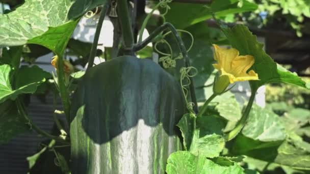 호박은 정원에서 자라서 수확을 기다리고 있습니다 종류의 편안한 따뜻함의 분위기 — 비디오