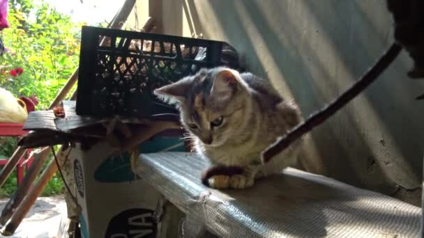 Einsame Obdachlose Katze Schläft Auf Der Fensterbank Der Frischen Luft — Stockvideo