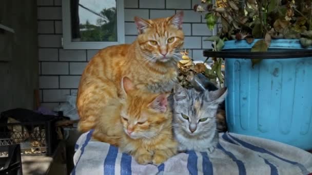 肮脏的流浪猫和它们的妈妈在一个小盒子里取暖 生活在街上的可怜和饥饿的猫 无家可归的动物成堆地睡觉 — 图库视频影像